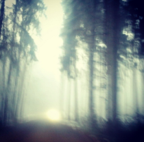 blurry forest shot